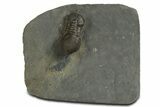Pelagic Trilobite (Cyclopyge) Fossil - Huge Eyes #344605-3